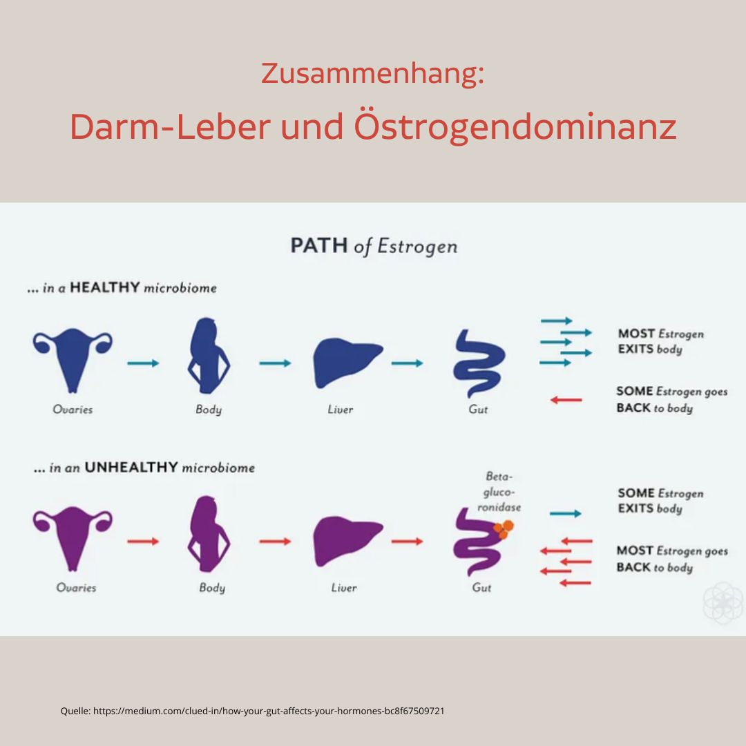 Östrogendominanz Symptome, Ursachen und Behandlung